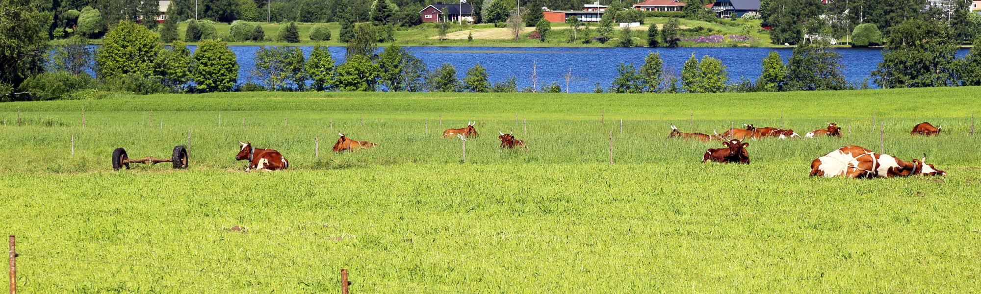 suomalainen maaseutumaisema, jossa lehmiä pellolla